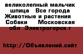 великолепный мальчик шпица - Все города Животные и растения » Собаки   . Московская обл.,Электрогорск г.